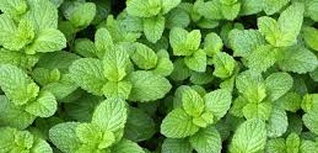 menta